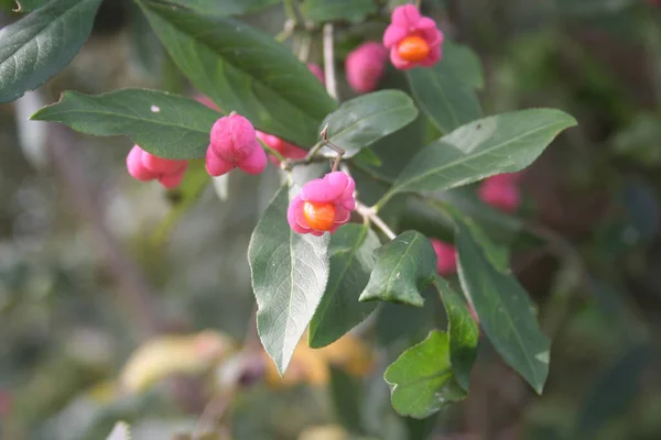 Euonymus Europaeus Дерево Розовыми Апельсиновыми Фруктами Ветке Называется Веретено Зимний — стоковое фото