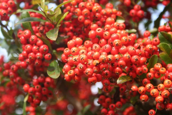 Közelkép Pyracantha Vagy Firethorn Sövény Piros Bogyók Ágak Kertben Őszi — Stock Fotó