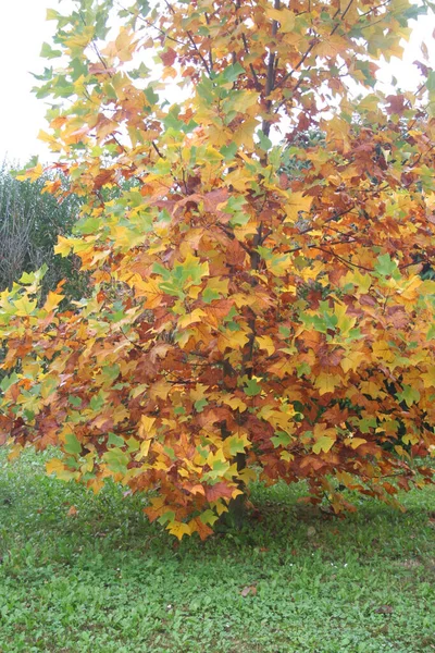 Yellow Orange Leaves Tulip Tree Garden Autumn Liriodendron Tulipifera Autumn — Stock Photo, Image