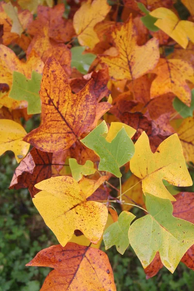 Feuilles Jaunes Oranges Tulipes Dans Jardin Automne Liriodendron Tulipifera Fond — Photo