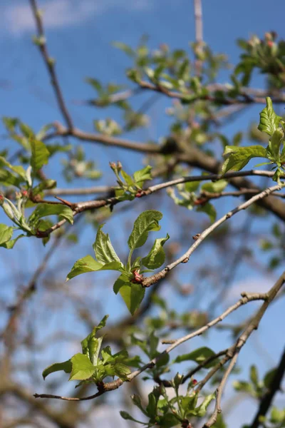 Gros Plan Fleurs Roses Pomme Sur Branche Contre Ciel Bleu — Photo