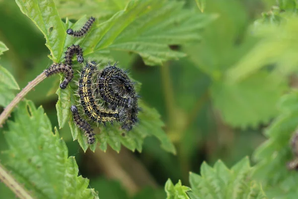 Close Pieris Brassicae Caterpillar Many Caterpillars White Cabbage Butterfly Green — Stockfoto