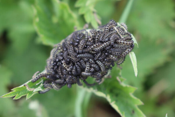 Close-up of Pieris brassicae caterpillar. Many caterpillars of white cabbage butterfly on a green plant