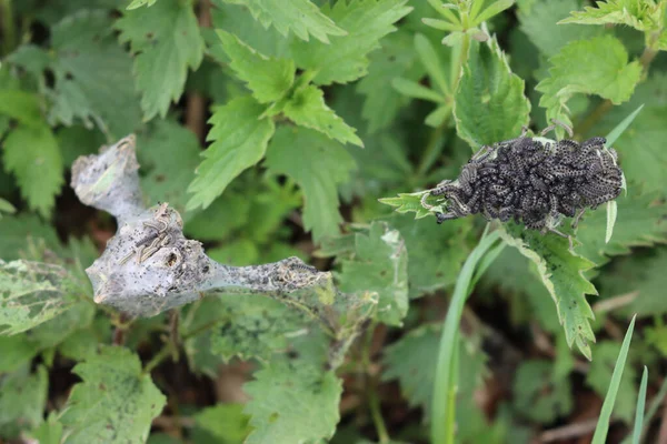 Gros Plan Chenille Pieris Brassicae Nombreuses Chenilles Chou Blanc Papillon — Photo