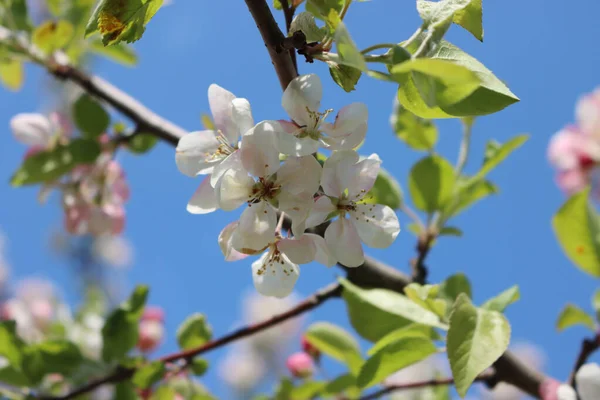 果樹園で晴れた日に青い空に対して枝に白いリンゴの花のクローズアップ マルス ドメスティカ — ストック写真