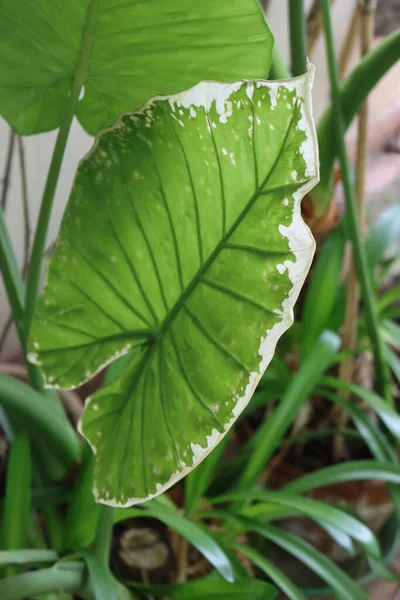 코끼리 Elephant Ear Giant Taro 모양의 잎들은 영구적 서리로 손상되었다 — 스톡 사진