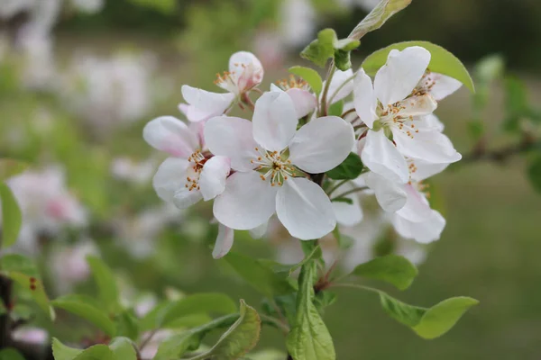 果樹園で晴れた日に枝に白いリンゴの花のクローズアップ マルス ドメスティカ — ストック写真