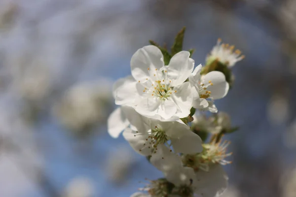 Крупный План Белых Цветов Яблони Ветке Солнечный День Саду Malus — стоковое фото