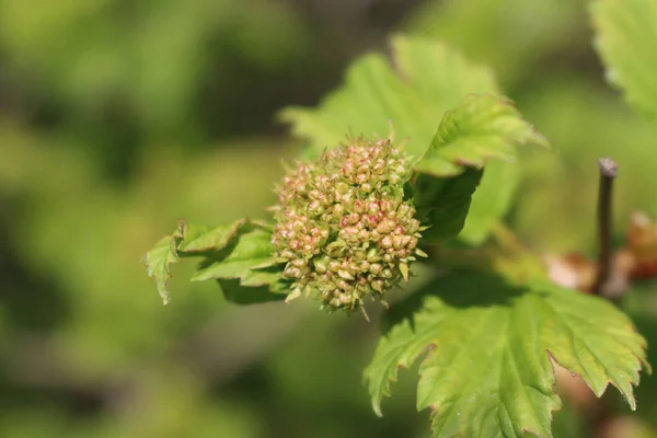 봄철에는 Viburnum Opulus 정원에 눈덮인 — 스톡 사진