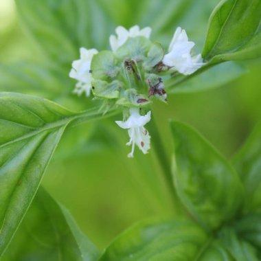 Basil bitkisine beyaz çiçekler. Sebze bahçesinde fesleğen filizlendi.