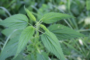 Yaz mevsiminde kırsalda yetişen ısırgan otları. Urtica doica 