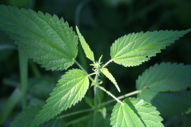 Yaz mevsiminde kırsalda yetişen ısırgan otları. Urtica doica 