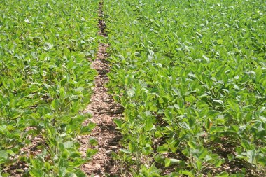 Yazın tarlada art arda yetişen yeşil soya bitkileri. Güneşli bir günde soya fasulyesi tarlası