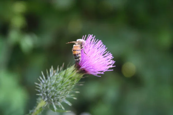 Abeja Miel Recogiendo Néctar Rosa Flor Cardo Rastrero Abeja Flor — Foto de Stock