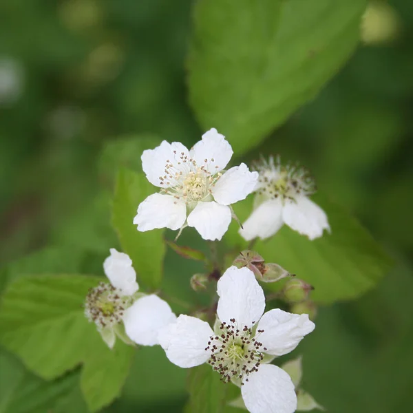 Yabani Böğürtlenli Beyaz Çiçekler Rubus Fruticosus — Stok fotoğraf