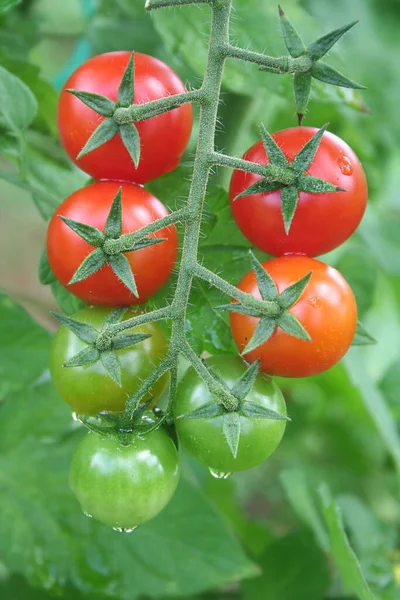 Tomates Cerises Rouges Mûres Sur Plante Avec Gouttes Pluie Dans — Photo