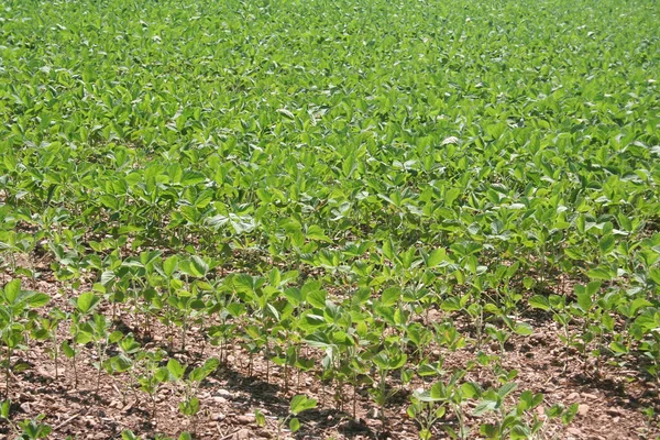 Grüne Sojabohnenpflanzen Wachsen Sommer Einer Reihe Auf Dem Feld Sojabohnen — Stockfoto