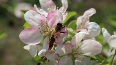 Bal arısı güneşli bir bahar gününde dalda beyaz bir elma çiçeğinin nektarını topluyor.