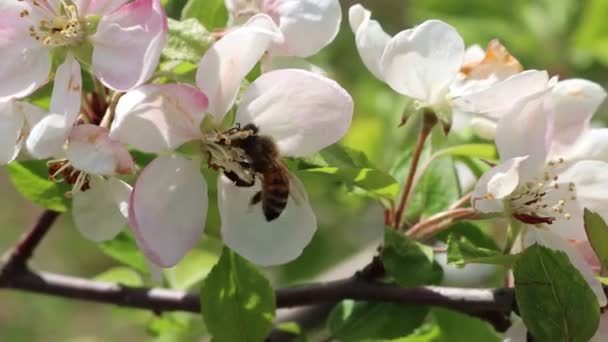 Медова Бджола Збирає Нектар Білій Яблучній Квітці Гілці Сонячний Весняний — стокове відео