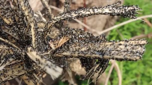 Μεγάλη Ομάδα Μικρών Μαύρων Εντόμων Ένα Νεκρό Κλαδί Δέντρου — Αρχείο Βίντεο
