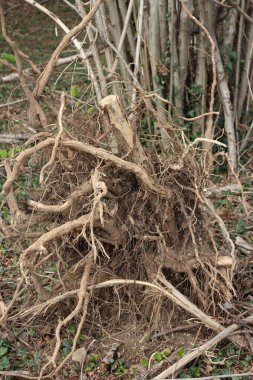 Ormandaki kesilmiş ve sökülmüş Hazel ağacının yakın çekimi.