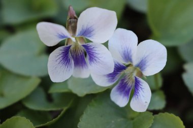 Çiçek açmış beyaz ve mor menekşelerin yakın çekimi. Bahçedeki Viola bitkileri