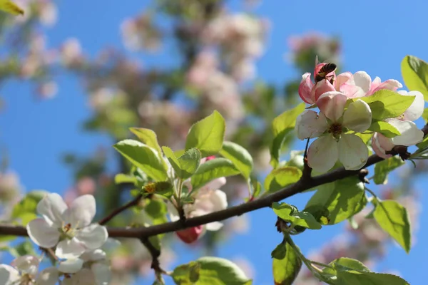 ミツバチは晴れた春の日に枝に白いリンゴの花で蜜を集める — ストック写真