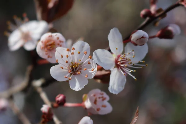 赤い葉を持つ枝にピンクの桜の花 春の背景 — ストック写真
