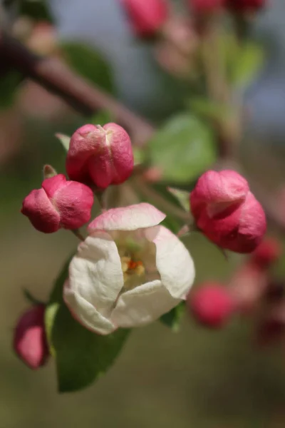 Macieira Rosa Floresce Ramo Primavera Pomar Dia Ensolarado Malus Domestica — Fotografia de Stock