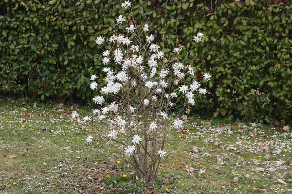 Magnolia stellata ağacı bahçede baharın başlarında çiçek açar. Yıldızlı Magnolia 'nın güzel beyaz çiçekleri Photinia çitine karşı dalda