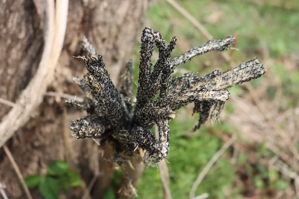 Grand Groupe Petits Insectes Noirs Sur Une Branche Arbre Morte — Photo