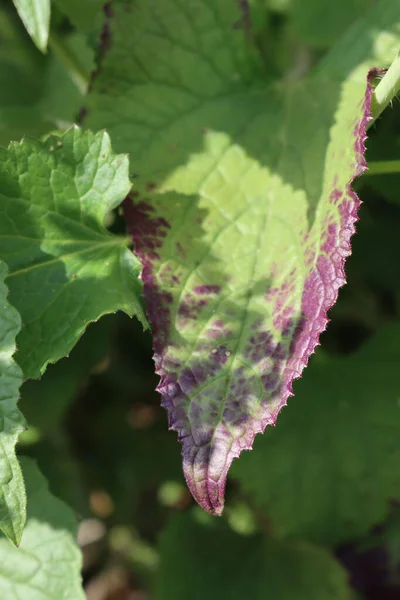 Gros Plan Des Taches Rouges Sur Les Feuilles Vertes Lunaria — Photo