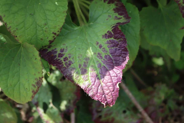 Gros Plan Des Taches Rouges Sur Les Feuilles Vertes Lunaria — Photo