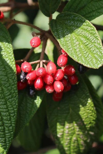 Krzew Viburnum Lantana Czarno Czerwonymi Jagodami Gałęzi — Zdjęcie stockowe