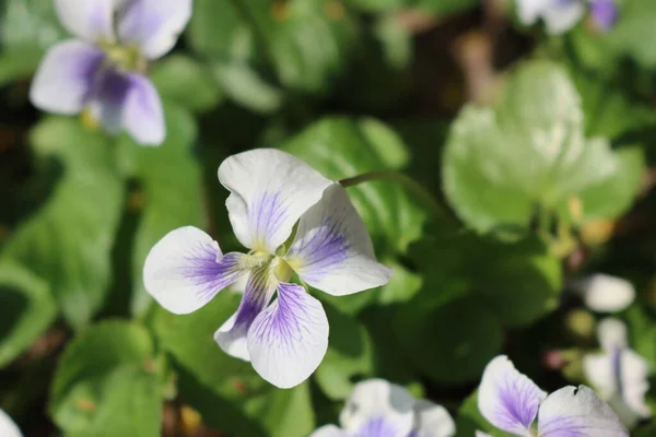Close Van Witte Paarse Viooltjes Bloei Viola Planten Tuin — Stockfoto