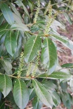 Cherry or English Laurel bush in bloom in the garden. Prunus laurocerasus with flowers