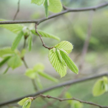 Avrupa ya da taze yeşil yapraklı sıradan bir boynuz. Carpinus betulus