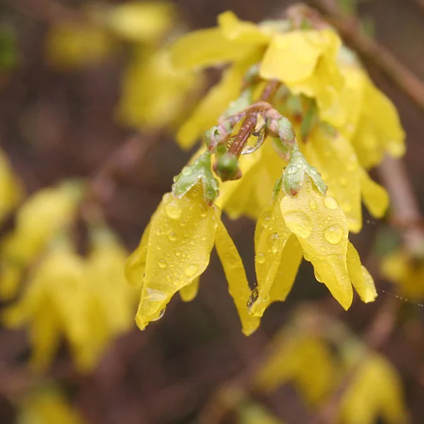 Forsythia Branch Many Yellow Flowers Covered Raindrops Springtime — Fotografia de Stock