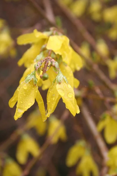 Forsythia Branch Many Yellow Flowers Covered Raindrops Springtime — Fotografia de Stock