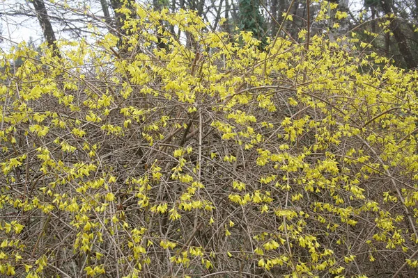 Forsythia Bush Many Yellow Flowers Springtime — Fotografia de Stock