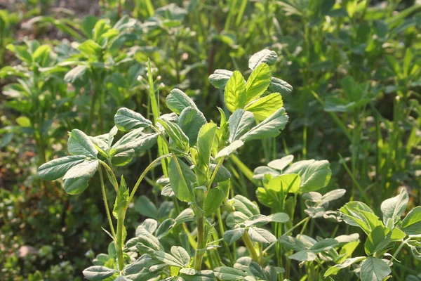 Close Green Alfalfa Cultivation Sunlight Medicago Sativa Agricultural Field Summer — Fotografia de Stock