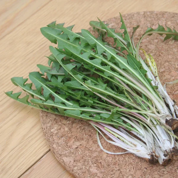 Plantas Diente León Recién Recogidas Con Hojas Verdes Aisladas Una —  Fotos de Stock