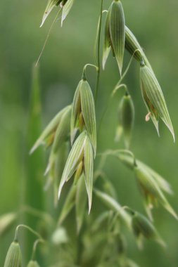 Baharda tarlada yeşil yulaf kulakları yakın plan. Avena sativa