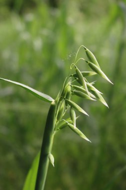 Baharda tarlada yeşil yulaf kulakları yakın plan. Avena sativa