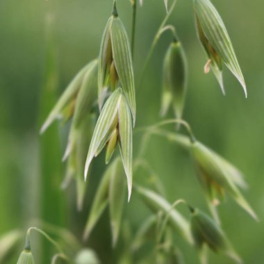 Baharda tarlada yeşil yulaf kulakları yakın plan. Avena sativa