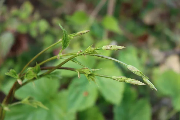早春に成長する緑の植物をホップします フムス ルプス — ストック写真