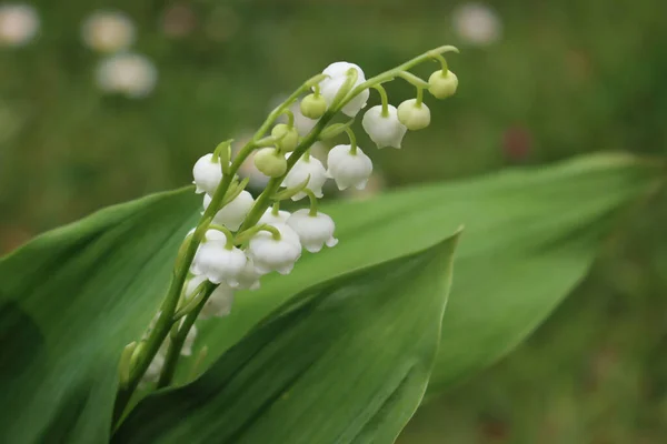 Giglio Della Valle Può Gigli Fiore Primavera Convallaria Majalis Fiori — Foto Stock