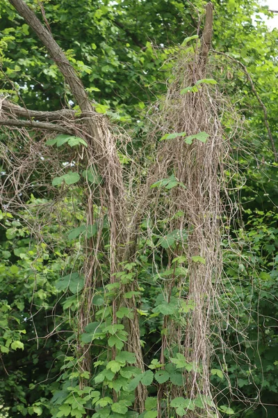 Plantas Verdes Lúpulo Creciendo Principios Primavera Humulus Lupulus — Foto de Stock