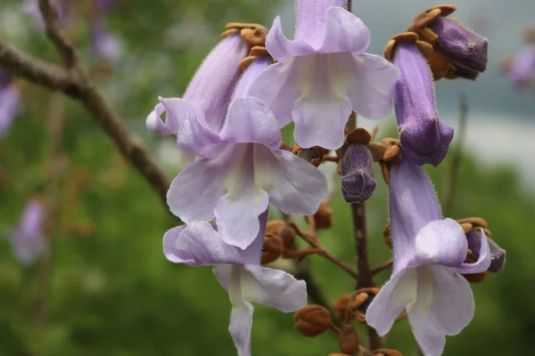金银花在春天开花 枝条上有美丽的紫色花朵 — 图库照片