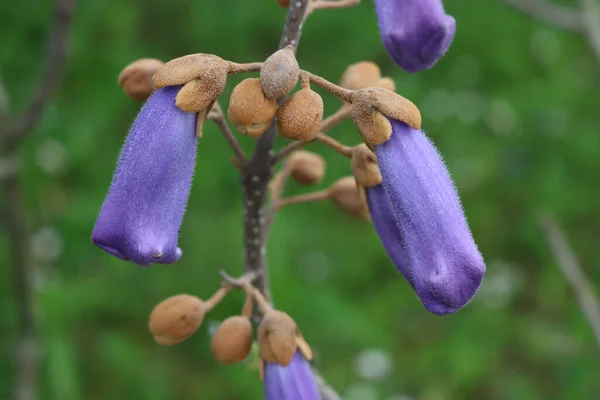 Nær Paulownia Tomentosa Lilla Blomst Grener Våren – stockfoto